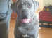 Cane corso