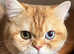 GCCF Registered British Shorthair Chocolate Golden Kittens