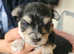 Playful Morkie Puppies ( 1 male )