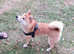 Female Shiba Inu