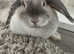 Blue Sallender female rabbit 1 year old