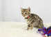 Last Little Bengal Girl Available!