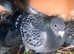 Breeding pairs for sale
