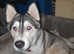Akita, husky