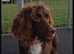 Cocker spaniel pups for sale