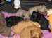 Adorable  F1b multicolour cavapoo pups. health tested parents