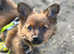 Pomeranian cross 4 month boy