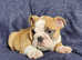 Top quality kc registered English Bulldogs