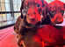 5 Standard Boy Chocolate Dachshunds puppies