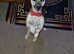Jack Russell