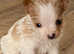 Jack Russell X Norfolk Terrier puppies
