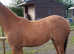 Absolutely stunning registered full up welsh section B chestnut filly with flaxen mane / tail, rising 4