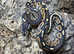 Black Pastel Special Royal Python