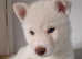 9 Beautiful Alaskan Huskies Ready for Their Forever Homes!