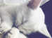 Very Special Rare Pure White Blue Eyed Kitten Available!