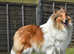 Rough collie puppies