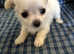 Chihuahua puppies Adorable