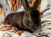 2 year old male mini rex for sale