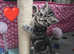 Scottish fold/straight kittens ready to reserve