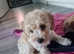 Bichon frise x