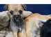 Beautiful Chirkie puppies for sale