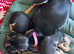 Teacup Russian Toy terriers ready to be reserved 1,4kg to 2kg