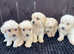 F1 goldendoodle 3 girls available