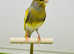 Canaries