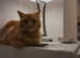 Longhair Ginger cat he is one year old boy his date of birth 2nd