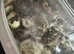Quail hatching eggs - 12, 48, 96 egss
