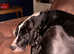 Gorgeous Great Dane