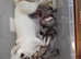 7 Frug puppies for sale ready in 9 weeks