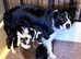 Australian Shepherd cross border collie