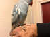 Gorgeous and rare pied blue hand tamed parrot