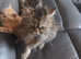 Persian x kitten's for sale.  1 male kittens left now