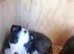 Nell