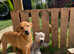 Doberman x beautiful pups ready