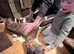 English bull terrier puppies kc registered