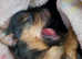MINITURE YORKSHIRE TERRIER with Individual VET HEALTH CERTIFICATE