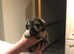 Boy puppy
