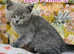 5 British shorthair kittens for sale