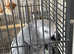 3 year old African grey George