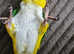 Super  tame yellow Thighed caique parrot for sell
