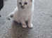 White fluffy kitten