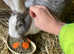 Adult Continental Giant Doe - Looking to Retire - Fully vaccinated