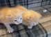 1 beautiful ginger kitten, 1 tabby kitten with ginger markings