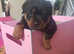 Rottweiler pups