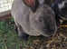 Gorgeous velvet mini rex babies