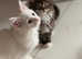 Beautiful Maine Coon Kittens - Pets Only