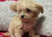 Last small gorgeous red chipoo girl left (11 weeks old)
